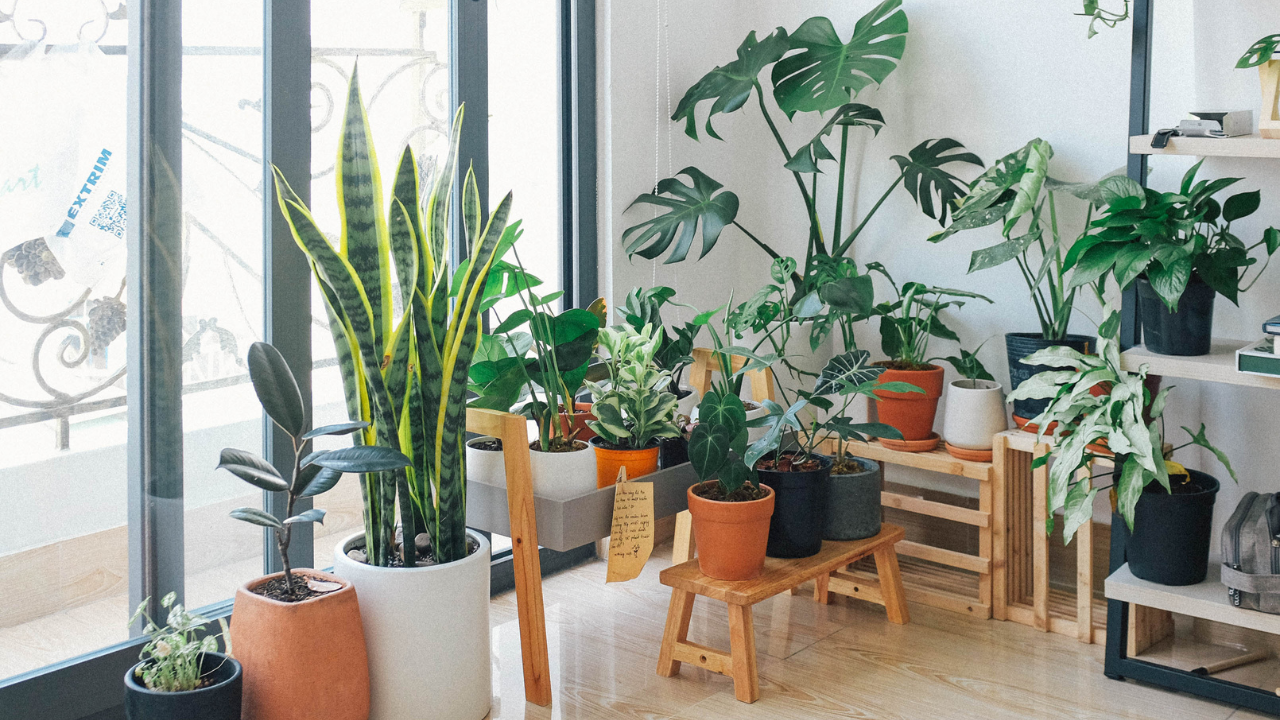 auspicious plants for home